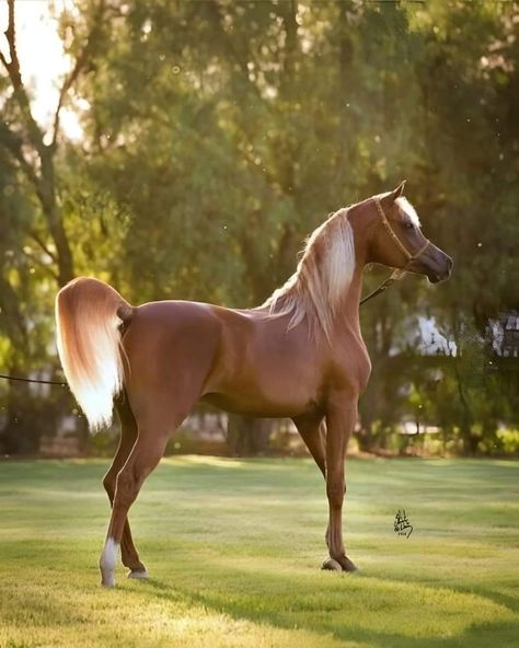 Cai Arabi, Arabic Horse, Horse Photographer, Arabian Stallions, Beautiful Horse Pictures, Beautiful Arabian Horses, Most Beautiful Horses, Most Beautiful Animals, Beautiful Horse