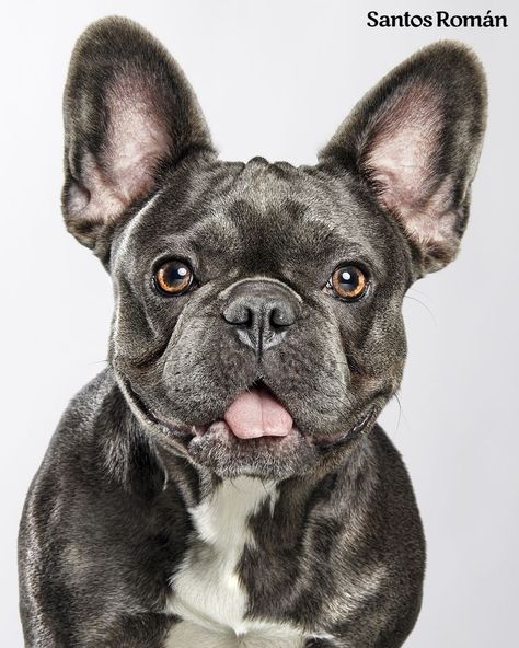 Lovely French bulldog by santos roman pet photographer French Bulldog Drawing, French Bulldog Painting, Bulldog Images, Heart In Nature, Bulldog Francese, French Bulldog Dog, Cute French Bulldog, Pet Photographer, French Bull