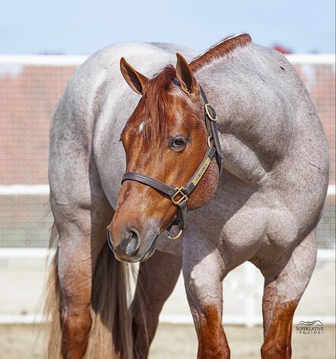 Colorful Horse Painting, Aqha Stallion, Aqha Horses, The Fireman, Western Pleasure Horses, Horse Coat Colors, Beautiful Horses Photography, Pony Breeds, Rodeo Horses