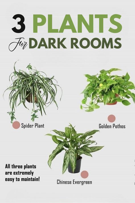 No light? No problem! 🌿✨ Discover 3 amazing plants for dark rooms that thrive in low-light spaces. From snake plants to ZZ plants, these resilient beauties add a touch of nature and purify your air, even in the dimmest corners of your home. 🌱🏡 Brighten up your space with easy-care indoor plants! #lowlightplants #indoorjungle #plantcare Plants For Dark Rooms, Inside House Plants, Best Bathroom Plants, Low Light House Plants, Dark Rooms, Indoor Plants Low Light, Easy House Plants, Bread Homemade, Household Plants