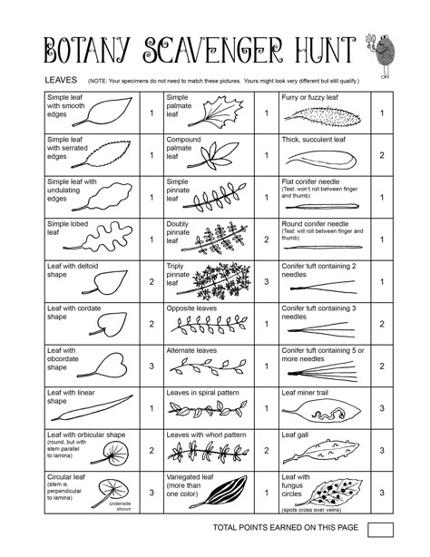 Fibrous Root, Leaf Identification, Homeschool Nature Study, Tree Identification, Nature School, Outdoor Education, Plant Science, Forest School, Plant Identification