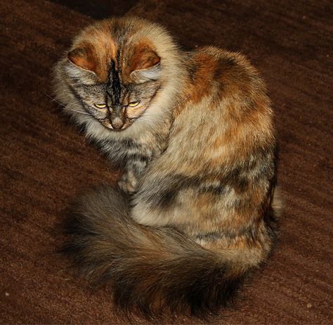 Mackerel Tabby, Tortoise Shell Cat, Best Cat, Fun Loving, Cat Colors, Tabby Cat, Beautiful Cats, Tortoise Shell, Cool Cats