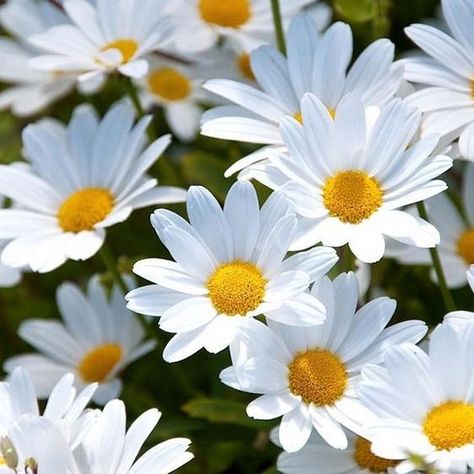 The simple Ox-eye daisy or Leucanthemum vulgare is like a much bigger version of the common daisy and is everywhere at the moment. Usually… Ox Eye Daisy, Madrid Shopping, Common Daisy, Pastel Girl, Daisy Wallpaper, Pastel Grunge, Moda Outfit, Scene Hair, Luxury Flowers