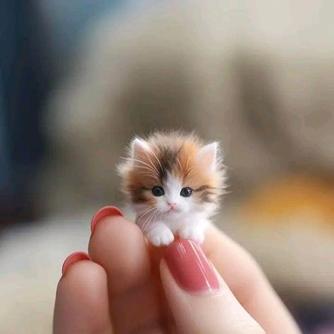 Cute Small Animals, Tiny Kitten, Image Cat, Cute Animals Puppies, Very Cute Dogs, Cute Cats Photos, Cute Animals Images, Cute Cat Gif