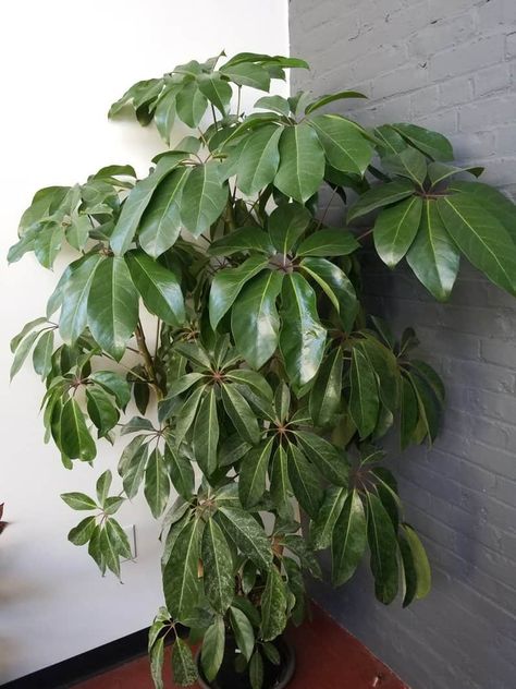 Schefflera Amate, Big Indoor Plants, Umbrella Plant, Plant Vessels, Umbrella Tree, Side Yard Landscaping, Plants Are Friends, Indoor Trees, Best Indoor Plants