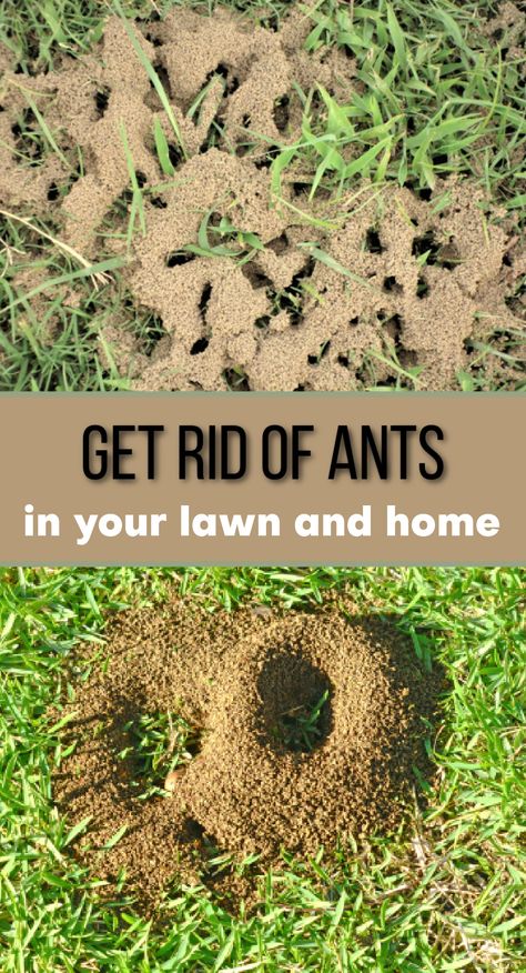 ants in a lawn Ants In Garden, Lawn Care Schedule, Building A Retaining Wall, Ant Colony, Lawn Landscape, Rid Of Ants, Kill Ants, Lawn Care Business, Get Rid Of Ants