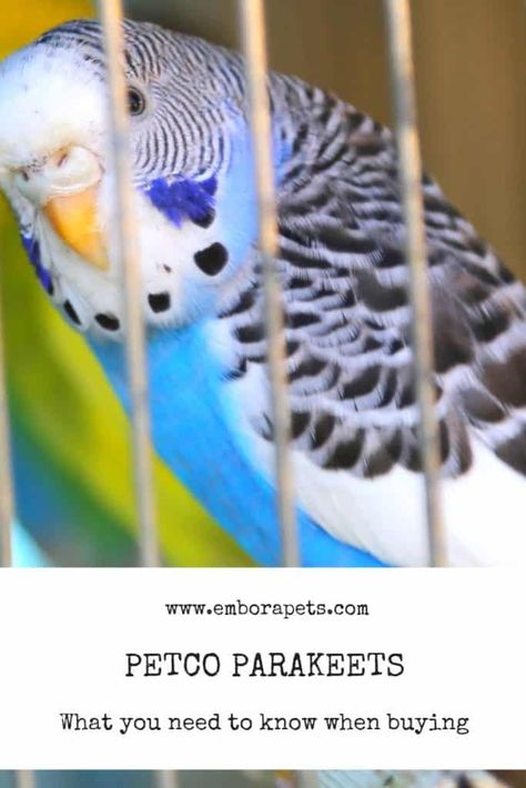 Thinking about purchasing a parakeet from Petco? Here are the things you need to know before buying. #parakeet #tips Fancy Parakeet, Caracal Kittens, Parakeet Care, Best Pet Birds, Caracal Cat, Parakeet Toys, Blue Parakeet, Parakeet Cage, Parakeet Bird