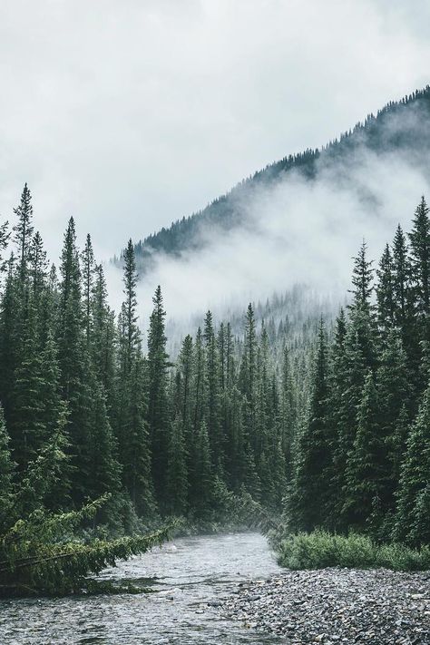 thrilled-d: - radiate love ॐ Trees Silhouette, Alam Yang Indah, Green Trees, Nature Aesthetic, Pretty Places, Beautiful World, Pretty Pictures, Idaho, Beautiful Landscapes