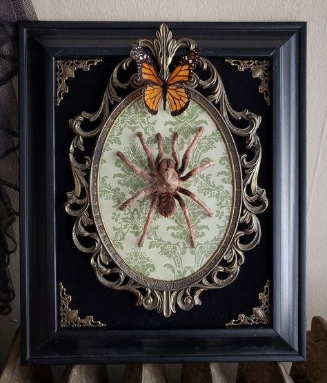 I Create Baroque And Gothic Wall Mounts Out Of Taxidermied Spiders Goth Wall Art, Spider Drawing, Gothic Room, Gothic Bedroom, Spiders Scary, Spokane Washington, Wall Mounts, Cute House, Butterfly Frame