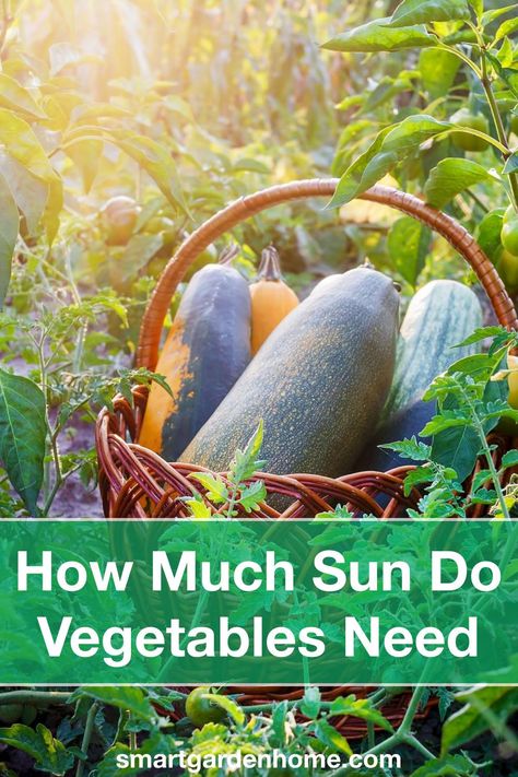 Did you know that most vegetable gardens require little sun? In fact, many vegetables will do just fine even with as little as 4-6 hours of direct sunlight per day. So what about the other vegetables? https://smartgardenhome.com/vegetable-garden/how-much-sun/?utm_source=pinterest&utm_medium=smartgardenhome&utm_campaign=publer #vegetables #garden Raised Veggie Gardens, Homestead Food, Garden Planing, Vegetables Garden, Raised Vegetable Gardens, Different Types Of Vegetables, Garden Layout Vegetable, Vegetable Garden Planning, Kinds Of Vegetables