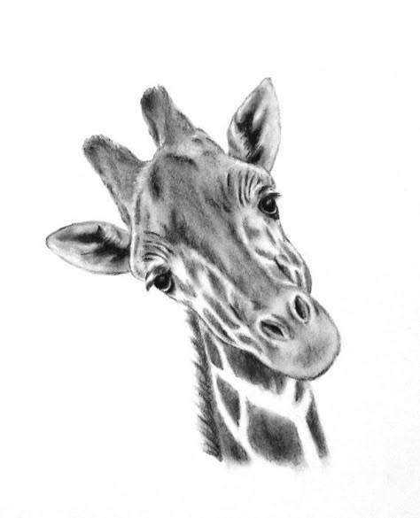 Sketch Giraffe Sketch, Sketch Charcoal, Giraffe Drawing, Giraffe Pictures, Animal Sketch, Pencil Drawing Tutorials, Art Charcoal, Giraffe Art, Charcoal Drawings