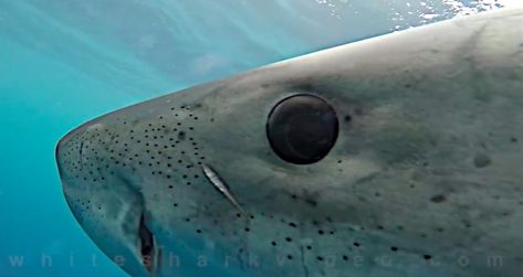 Let a great white shark look you in the eye (video) Shark Eyes, Shark Video, Eye Video, Eye Close Up, Shark Swimming, Deep Sea Creatures, Tiger Shark, The Great White, Sharp Teeth