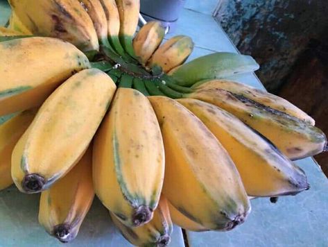 Banana Fruit, Exotic Fruit, Bananas, Fruit, Plants, Quick Saves, Art