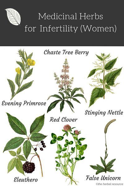 Herbs For Fertility or Infertility in Women | The Herbal Resource Herbs For Menstrual Cramps, Herbs For Fertility, Cramp Remedies, Medical Herbs, Natural Healing Remedies, Herbal Healing, Herbs For Health, Menstrual Cramps, Natural Therapy