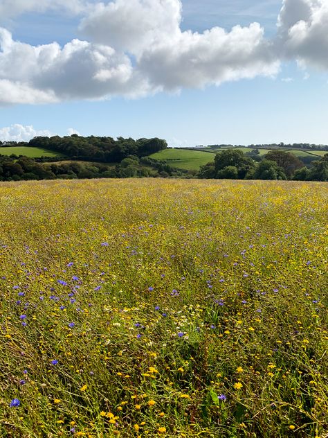 spring meadow flower's Meadow Garden, Spring Meadow, Meadow Flowers, Flower Backdrop, Digital Background, Digital Photography, Spring Flowers, Landscape Photography, Nature Photography