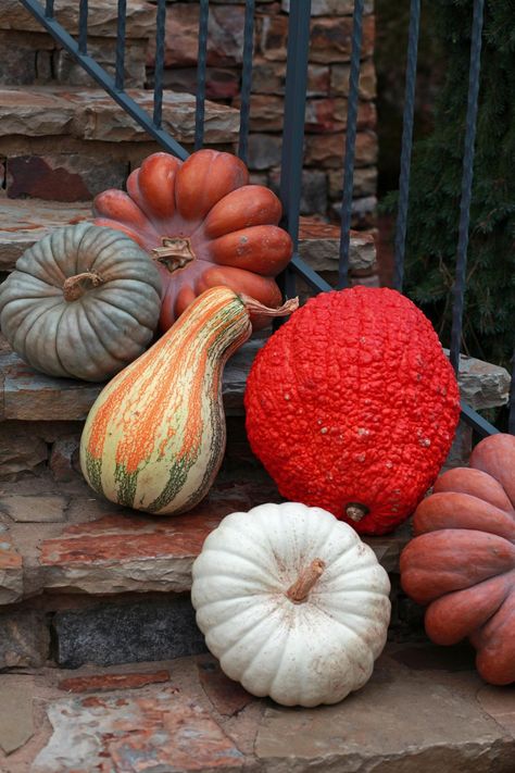 Blue Jarradale pumpkin, tricolor Cushaw, White Casper pumpkin, Fairytale pumpkin and Red Warty Thing Squash Pumpkins And Gourds, Autumn Magic, Autumn Love, Autumn Decorating, Pumpkin Colors, Autumn Scenery, Fabulous Fall, I Love Fall, Autumn Harvest