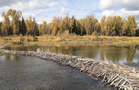 Beaver Habitat, Heat Waves, Beaver Dam, Denali National Park, Built Environment, Wild Animals, Rocky Mountains, Ecology, Habitat