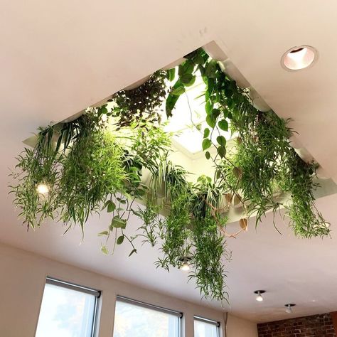 Skylight Plants, Skylight Bathroom, Skylight Installation, Windowsill Plants, Skylight Kitchen, Plant Installation, Architecture Model Making, Raise Your Hand If, Indoor Gardens