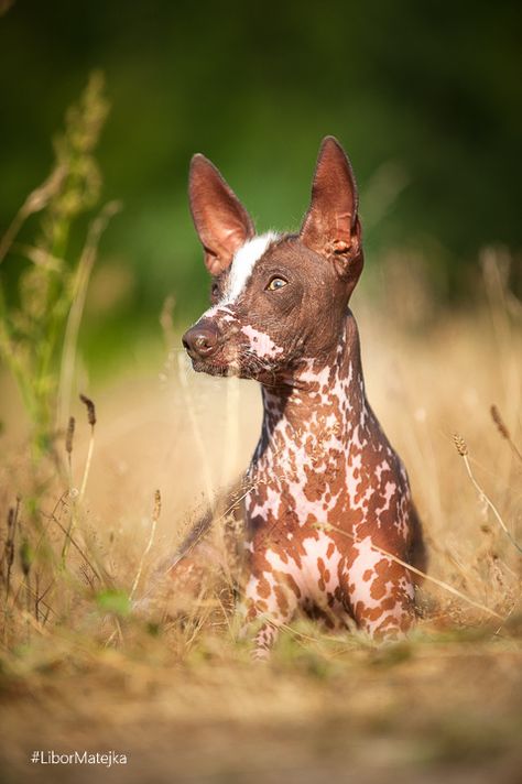 Peruvian Inca Orchid | Libor Matějka Peruvian Inca Orchid Dog, Peruvian Inca Orchid, Hairless Animals, Peruvian Hairless Dog, Mexican Hairless Dog, Akc Breeds, All Breeds Of Dogs, Hairless Dog, Chinese Crested Dog