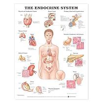 The Endocrine System, Muscular System, Human Anatomy And Physiology, Medical Coding, Nursing Tips, Nursing Education, Endocrine System, Reproductive System, Medical Education