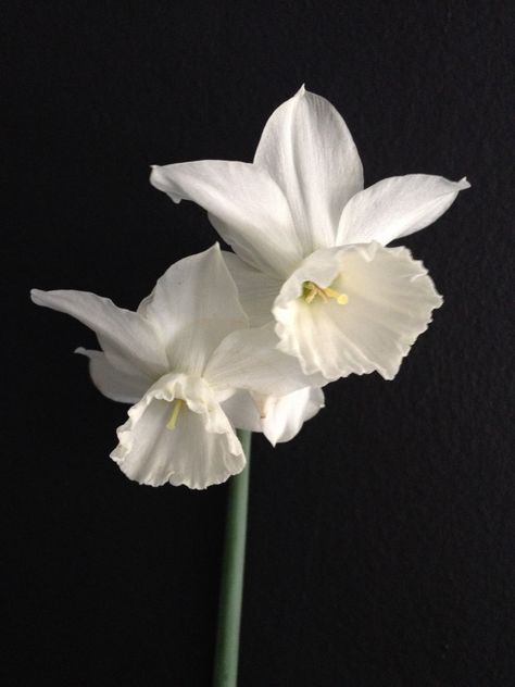 English double daffodil Thalia White Daffodil Aesthetic, Ambre Core, Daffodil Aesthetic, Botanical Composition, Flower Reference, Botanical Photography, Daffodil Flower, Topiary Trees, Flower Inspiration