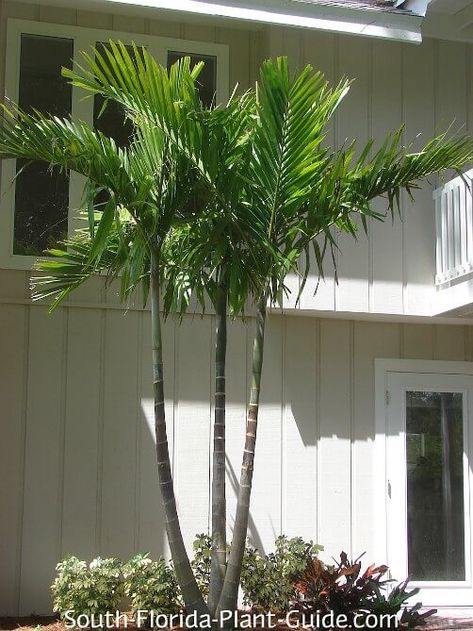 Triple-trunk alexander palm by two-story house South Florida Plants, Florida Plants Landscaping, Alexander Palm, Alexander Palms, Florida Gardens, Tropical Backyard Landscaping, Florida Trees, Coastal Landscaping, Florida Garden