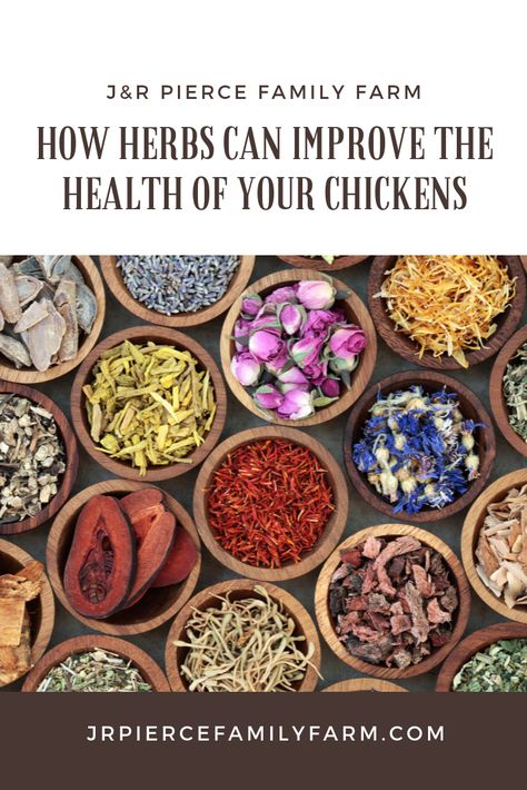 The 50 Best Herbs to Feed Your Chickens — J&R Pierce Family Farm: Official Blog Dr Sebi Herbs, What To Feed Chickens, Herbs For Chickens, Chicken Diet, Pineapple Sage, Chicken Health, Dr Sebi, Blog Art, Boho Garden