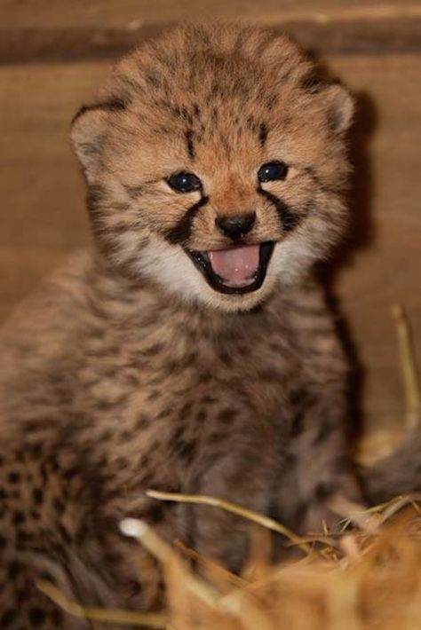 Smile for the camera! This Cheetah #cub is having a great day http://en.wikipedia.org/wiki/Cheetah Cheetah Pictures, Baby Cheetah, African Cats, Cheetah Cubs, Baby Cheetahs, Baby Animals Pictures, Cheetahs