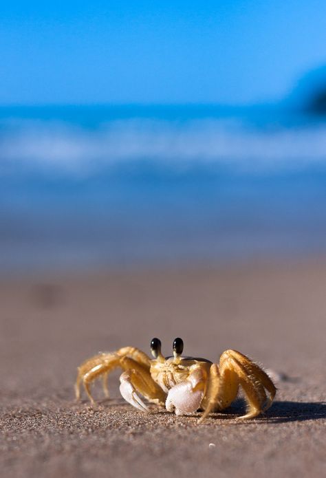 Beach life Beach Animals, Cute Crab Pictures, Crab Cute, Ocean Crustaceans, Crab Holding Fish, Crabs On The Beach, Crab On Beach, Sea Crab, Beautiful Sea Creatures