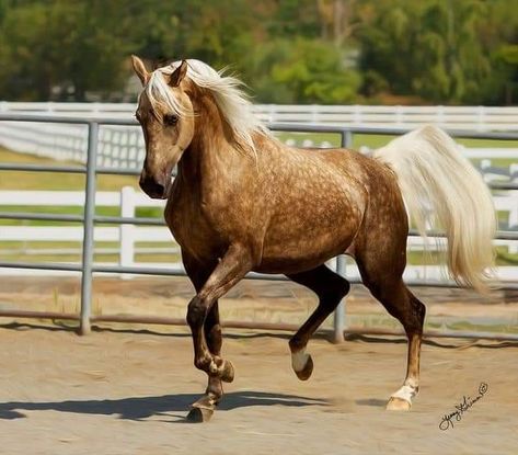 Majestic Horses, Horse Running, Palomino Horse, Morgan Horse, Most Beautiful Horses, Majestic Horse, Horse World, Horses And Dogs, All The Pretty Horses