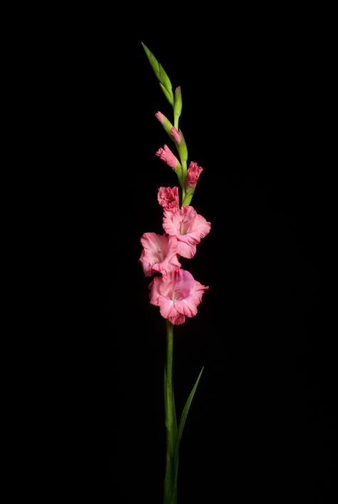 Gladolius Flower, Gladiolas Flower, Pink Gladiolus Flower, Gladiola Flower, Gladiolus Tattoo, Flowers For Painting, Cool Flowers, Gladiolus Flower, Flower Identification