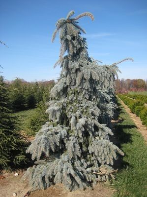 Weeping Blue Spruce, Weeping Spruce, Weeping Evergreen Trees, Weeping White Spruce, Picea Pungens Glauca, Colorado Blue Spruce, Conifers Garden, Picea Pungens, Garden Rock Border