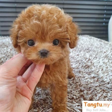 "Poodle" Puppies For Sale | Indianapolis, IN | Petzlover Poodle Puppy Training, Toy Puppies For Sale, Toy Poodles For Sale, Cute Dog Memes, Teacup Poodle Puppies, Pomeranian Puppy Teacup, Poodle Puppies For Sale, Toy Dog Breeds, Teacup Puppies For Sale