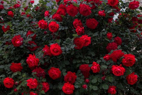 Rose Belle, Outside The Window, Rose Bushes, Outdoor Plant, Rose Tone, Growing Roses, Garden Store, Rose Bush, Blooming Rose