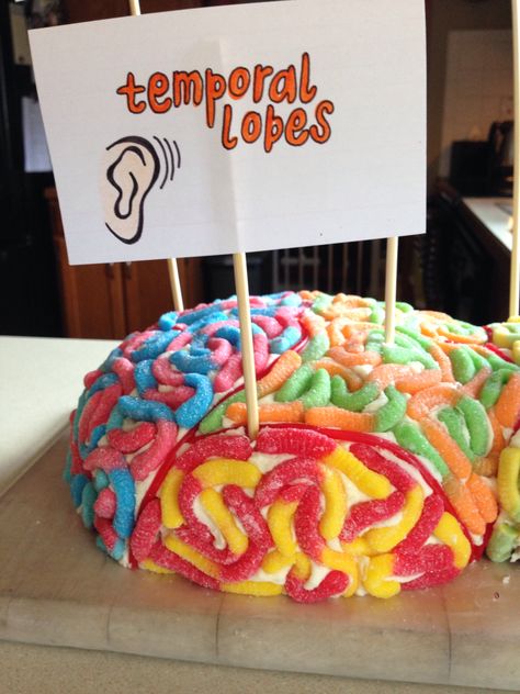 The temporal lobes are structures in the cerebral cortex that are located just above the ears. They are involved in hearing, language processing, and memory. The temporal lobes have connections to the limbic system is primarily responsible for emotions, and the formation of memories. If the temporal lobes are damaged, the brain cannot file experiences into long-term memory. Build A Brain Project, Diy Brain Model, 3d Brain Project, Brain Project Model Psychology, Brain Model Project Diy, Brain Model Project, Brain Decorations, Nervous System Projects, Brain Project