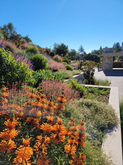 Colorful perennial garden with California Native plants bursting with vibrant blooms of Orange, Red, Blue, and White. Magnolia Little Gem, Irrigation Controller, Landscape Designers, Paver Driveway, Steel Planters, Water Wise, Humming Bird, Plant Drawing, Landscaping Company