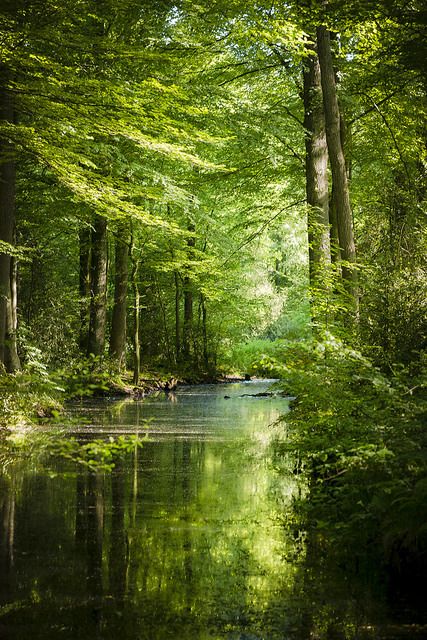 - LifeisVeryBeautiful 숲 사진, Nature Photography Trees, Nature Spring, Image Nature, Aesthetic Nature, Tree Photography, Green Forest, Spring Aesthetic, Tree Forest