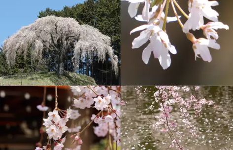 Easily care for a Snow Fountain Weeping Cherry Tree right in your own backyard. Discover simple tips and tricks for pruning, fertilizing and watering that will keep your tree looking beautiful. There is a common belief that if something is immensely beautiful, it will be hard to maintain that. For example, many people think that […] Snow Fountain Weeping Cherry, Weeping Cherry Tree, Weeping Cherry, Planting Tips, Plant Maintenance, Ancient Forest, Tree Care, Cherry Tree, Landscaping Plants