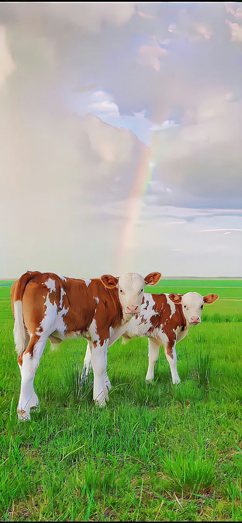 Cute Cow Wallpaper, Android Phone Aesthetic, Lockscreen Layout, High Resolution Wallpaper, Cow Wallpaper, Aesthetic Homescreen, Colorful Gradient, Random Aesthetic, Phone Aesthetic