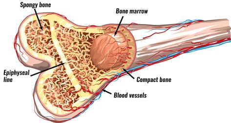 The Skeleton and bone types Anatomi Dan Fisiologi, Structure Of Bone, Red Bone Marrow, Types Of Fractures, Bone Grafting, Pemf Therapy, Degenerative Disease, Bone Diseases, Skeletal System