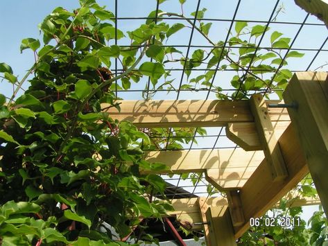 Kiwi Trellis, Grape Vine Trellis, Kiwi Vine, Grow Grapes, Pergola Cost, Grape Trellis, Grape Arbor, Cattle Panels, Garden Vines