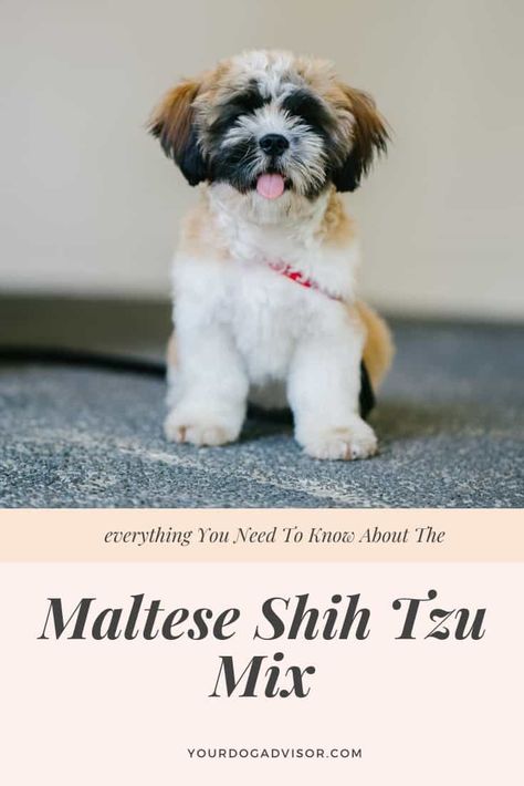 Everything You Need To Know About The Maltese Shih Tzu Mix | Your Dog Advisor Shih Tzu Haircuts, Shih Tzu Grooming, Dog Crossbreeds, Shitzu Puppies, Dog Poo, Maltese Shih Tzu, Maltese Mix, Grooming Style, Shih Tzu Mix