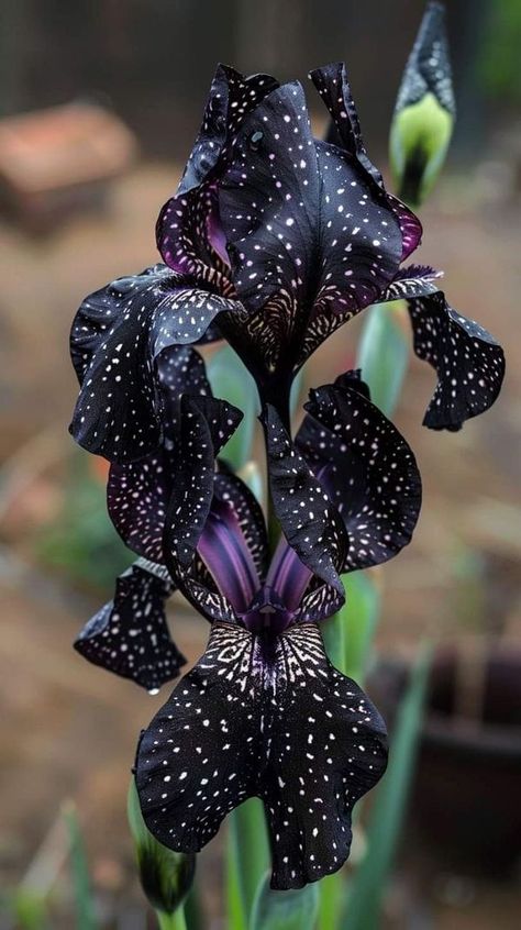 Iris Flowers Garden, Goth Garden, Strange Flowers, Christmas Tree Candy, Gothic Garden, Iris Garden, Garden Design Ideas, Unusual Flowers, Rare Flowers