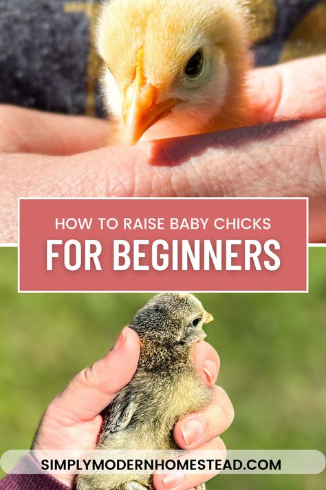 raising baby chicks Chicks For Beginners, Chick Feed, Raising Baby Chicks, Food For Chickens, Baby Chicks Raising, Modern Homestead, Raising Chicks, Best Starters, Get Taller