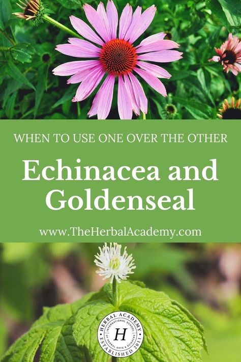 Echinacea and Goldenseal: When to Use One Over the Other | Herbal Academy | In this post, we offer guidance about the best times to use echinacea and goldenseal, along with sustainable replacement options for each. Goldenseal Benefits, Echinacea Benefits, Medicine Recipes, Herbal Academy, Oregon Grape, Echinacea Purpurea, Herbal Apothecary, Holistic Remedies, Herb Seeds