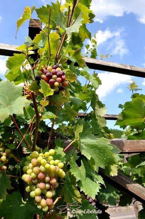 *Vineyard for German Riesling from Mosel river in Germany. Beilstein Germany, Wine Library, Fun Wine Glasses, Grape Varieties, Grape Apple, Wine Vineyards, Nikon D90, White Wines, Aquaponics System