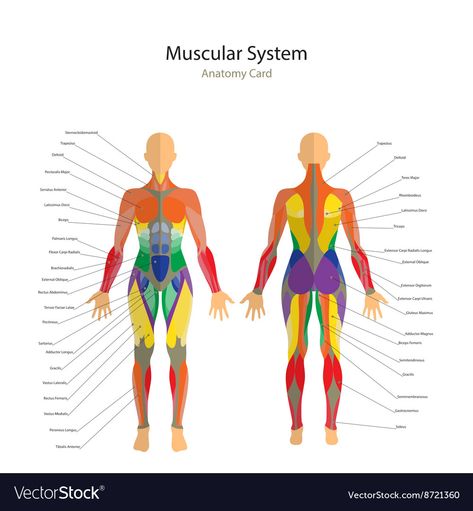 Muscle Diagram Anatomy, Muscle Names, Human Muscles, Human Body Muscles, Human Body Diagram, Muscular System Anatomy, Anatomy Male, Muscle Diagram, Human Muscle Anatomy