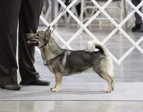 Swedish Vallhund, Fit Dogs, Akc Breeds, Disabled Dog, Show Cattle, Dogs Breeds, Animal References, Pretty Dogs, Mixed Breed Dogs