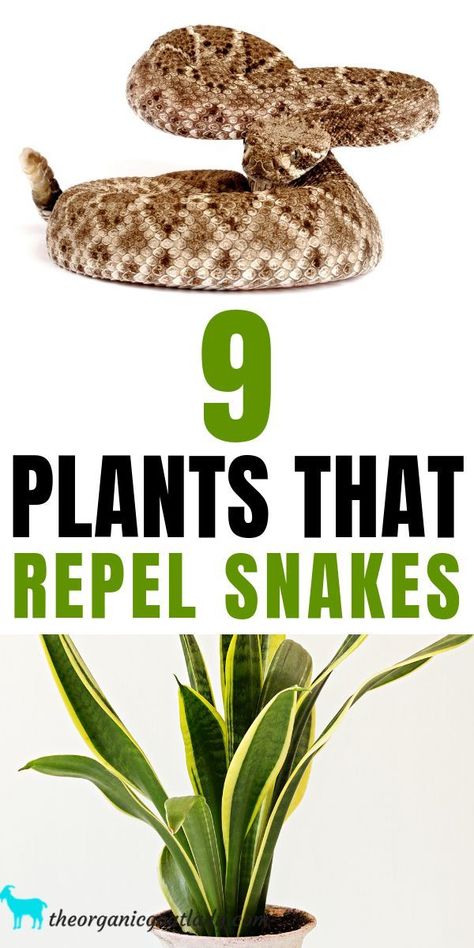 Natural Snake Repellent, Snake Repellant Plants, Plants That Repel Spiders, Snake Repellant, Snake Repellent, Garden Snakes, Tattoo Plant, Garden Remedies, Crate Ideas