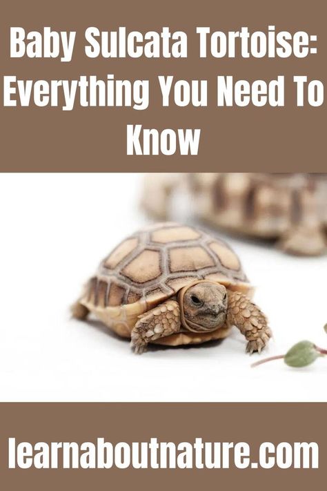 Baby Sulcata Tortoise: Everything You Need To Know Tortoise Table, Baby Tortoise, Sulcata Tortoise, About Nature, Reptiles, Tortoise, Need To Know, Pet, Animals